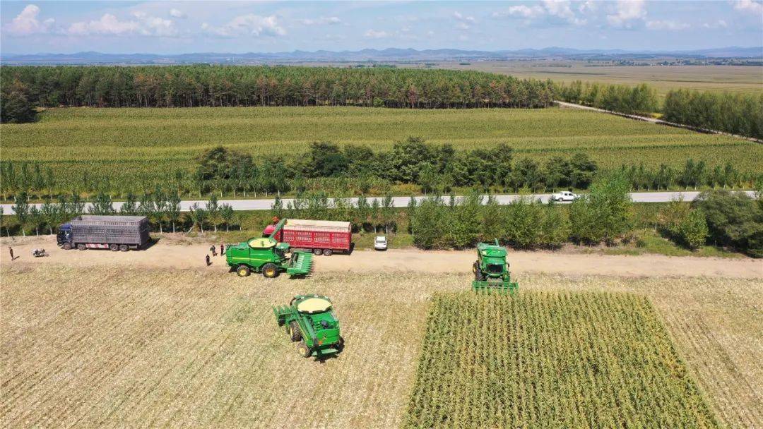 曙光农场有限公司白浆土上创高产有何增产法宝