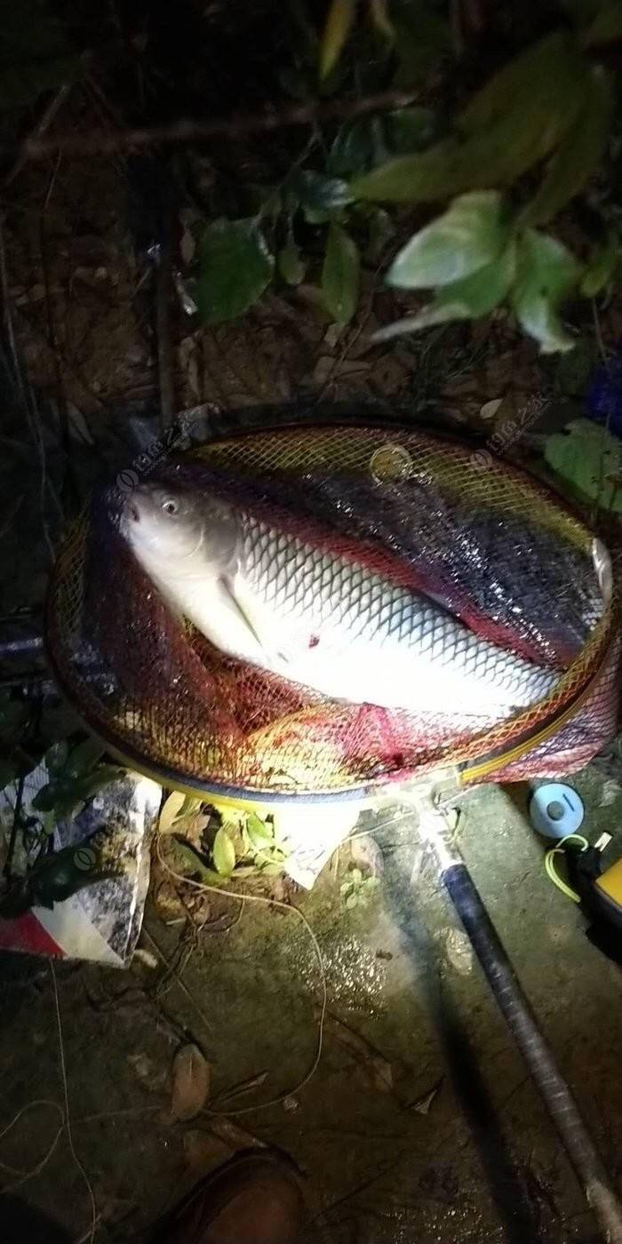 解锁新鱼种"岩原鲤",感觉错过了几个亿_鲤鱼