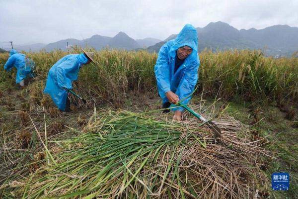 浙江省|禾下可乘凉！袁老地里的巨型稻丰收了