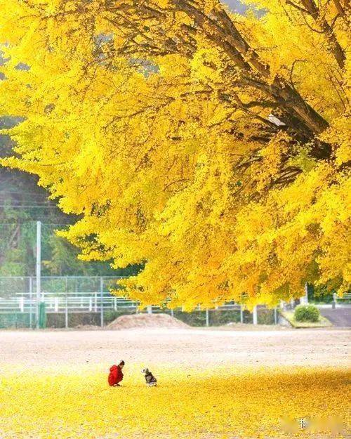 风景|秋意浓，道一声珍重