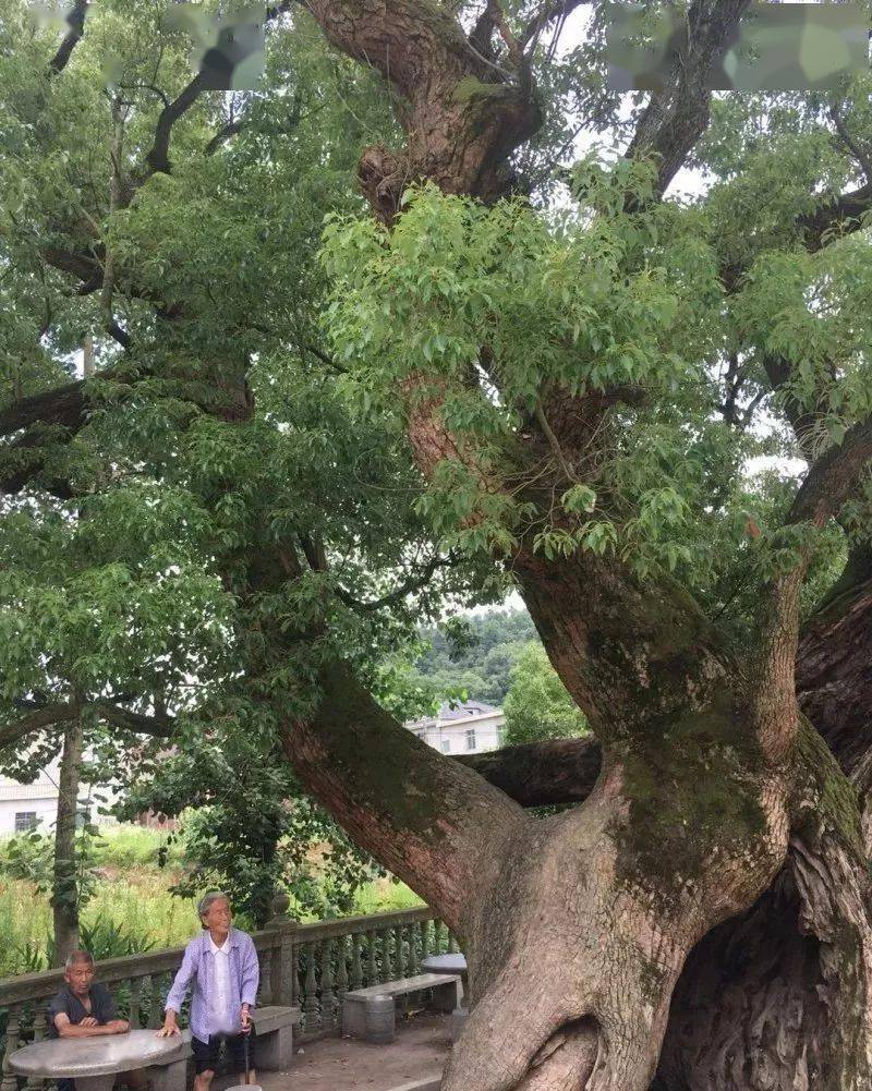 都昌县彭埠桥村,村里有棵巨大古樟树,还有个动人传说