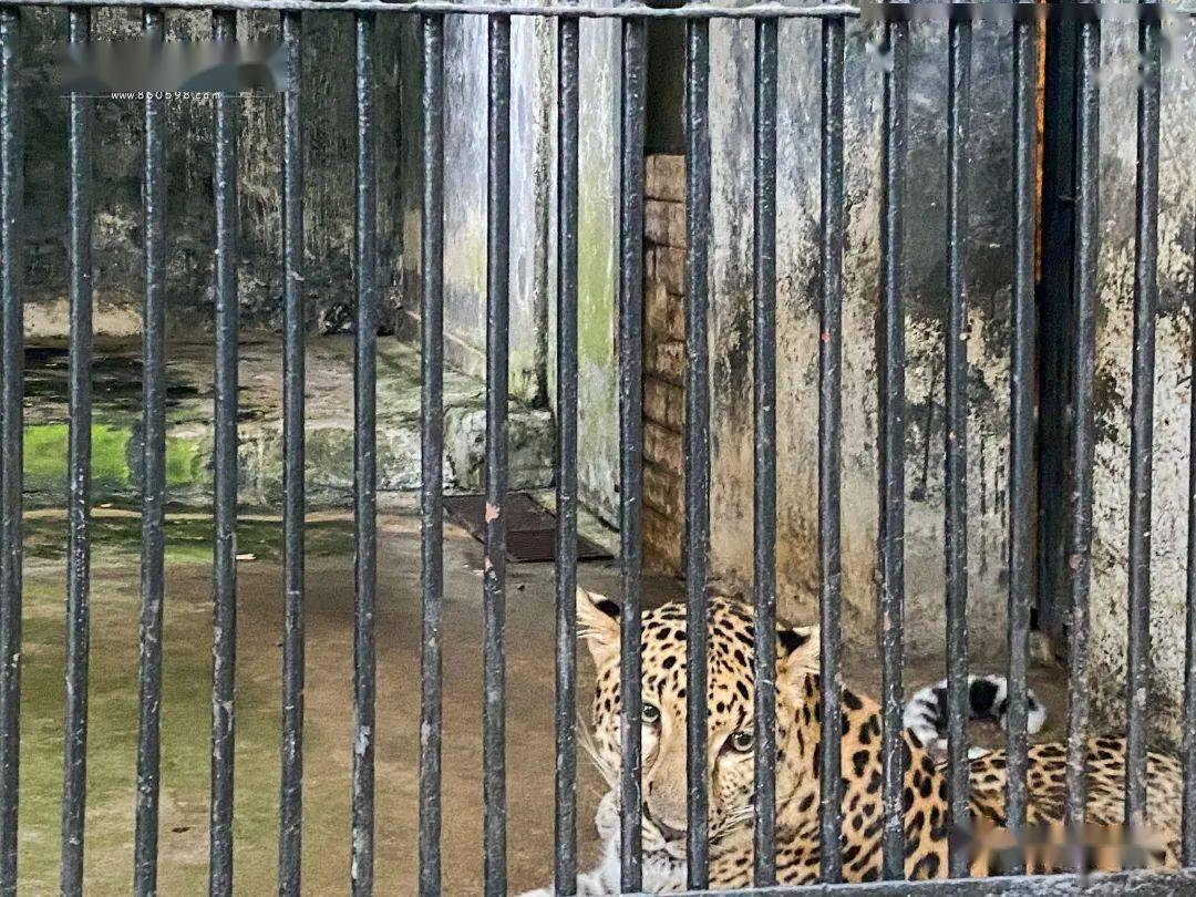 许久未去三明动物园,有市民发现.