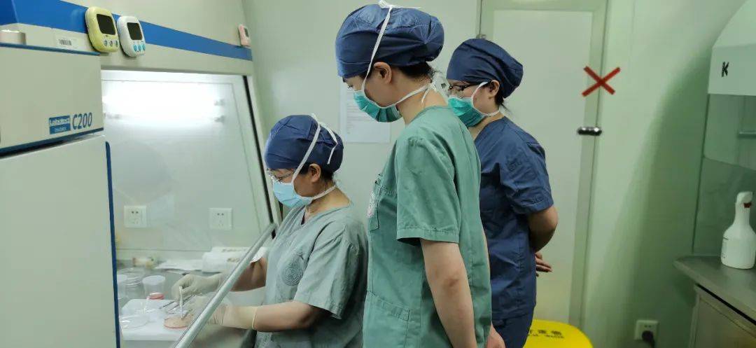 干细胞|把卵巢冻起来