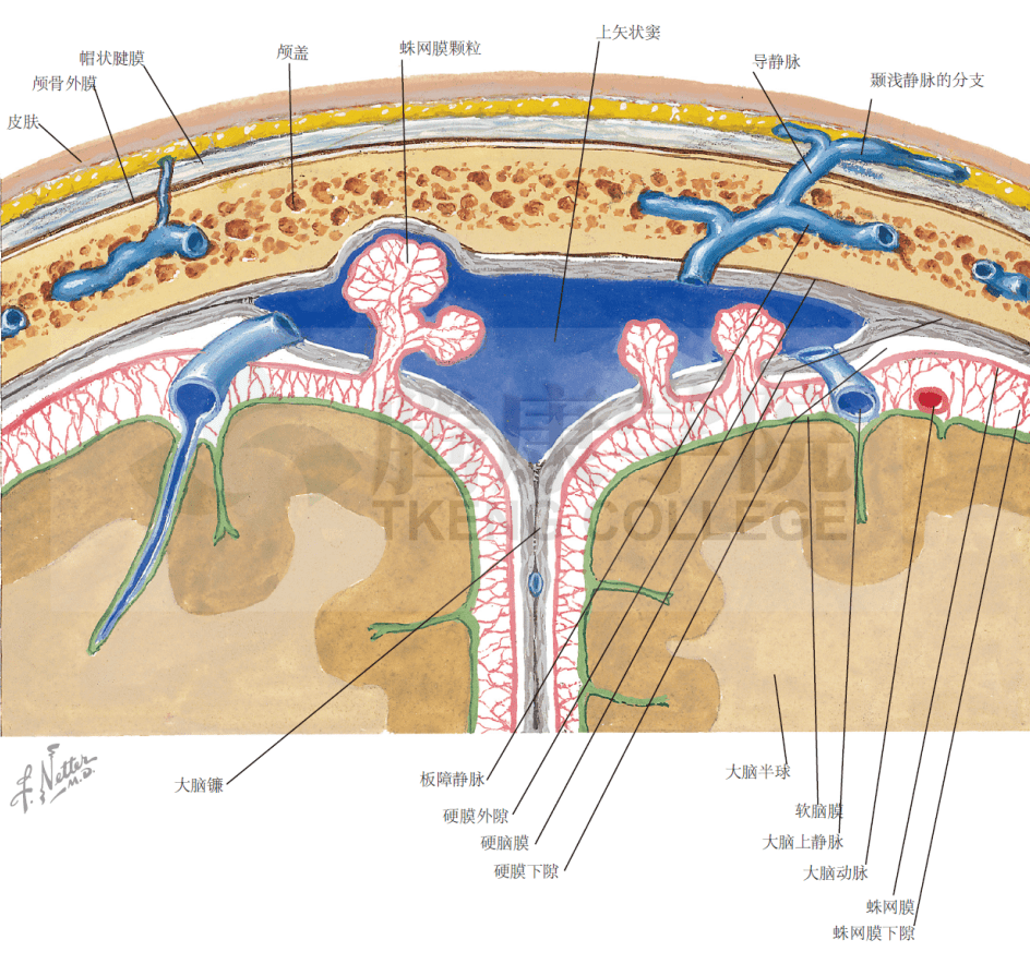 头颅静脉及静脉窦解剖图片