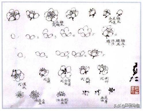 及画法步 断意连,先画中间花柄,再左右各一笔画成完成花蒂