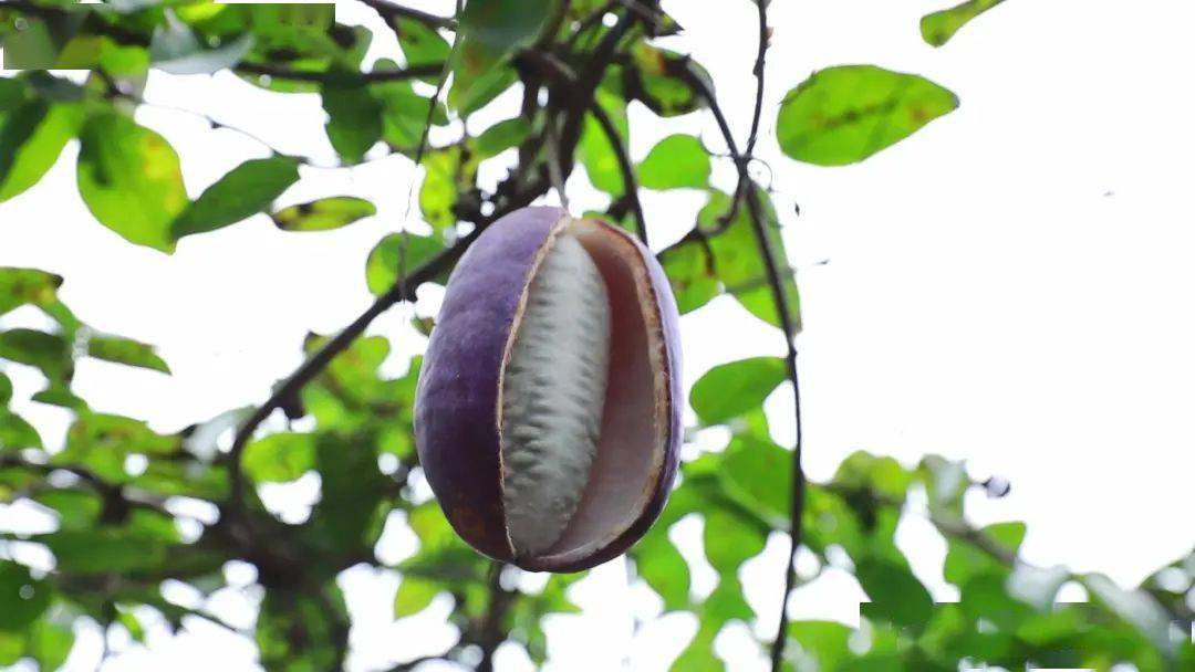 八月瓜,九月炸!这种野生果子,在青田也能吃啦