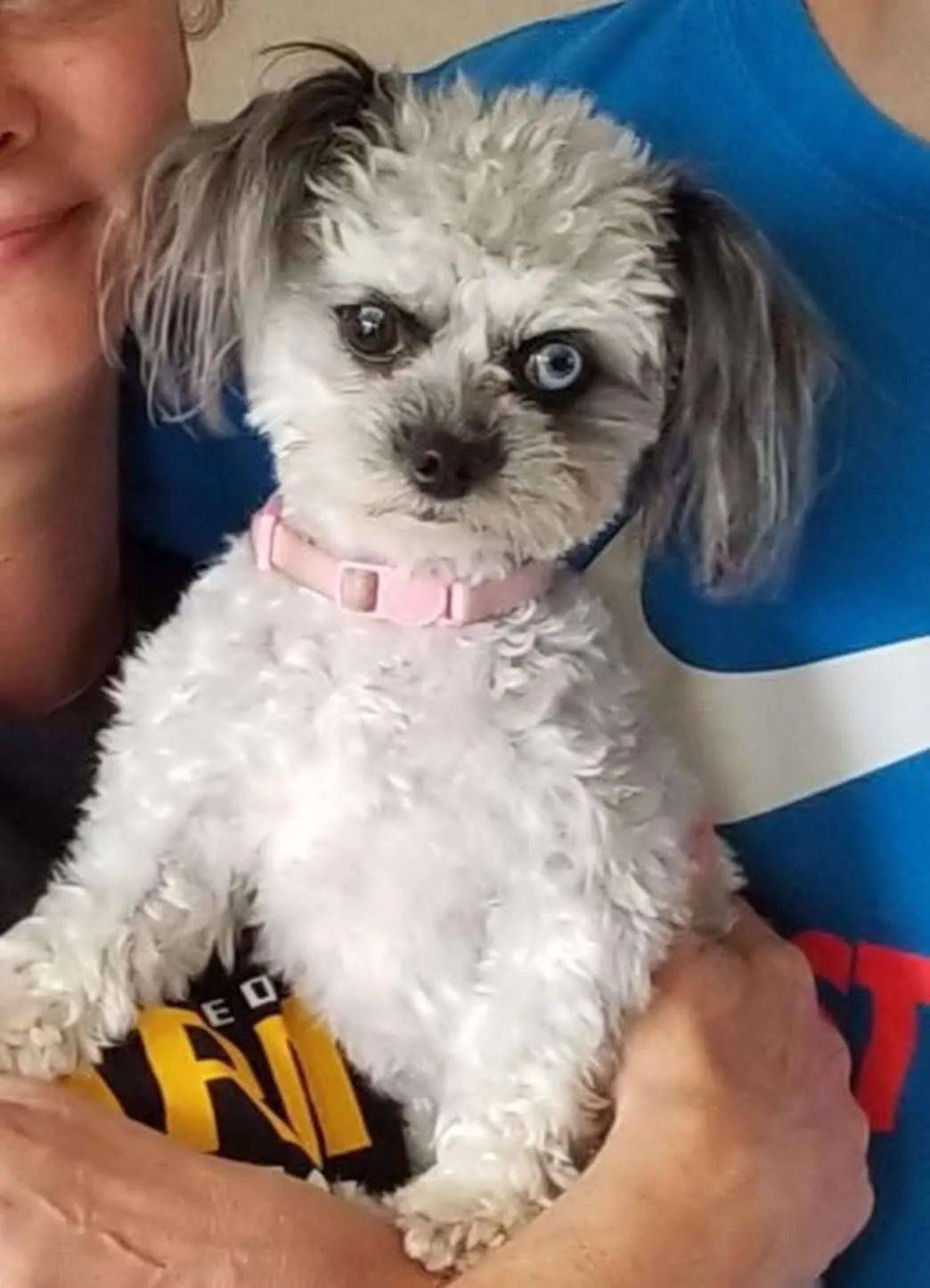 黑色泰迪上不了狗证网友一看笑喷这长得也太别致了