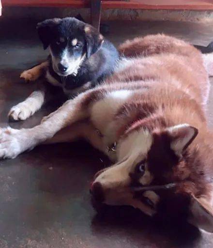 萌图网友带哈士奇到农村老家，没想到几个月后，居然收到它的私生子！