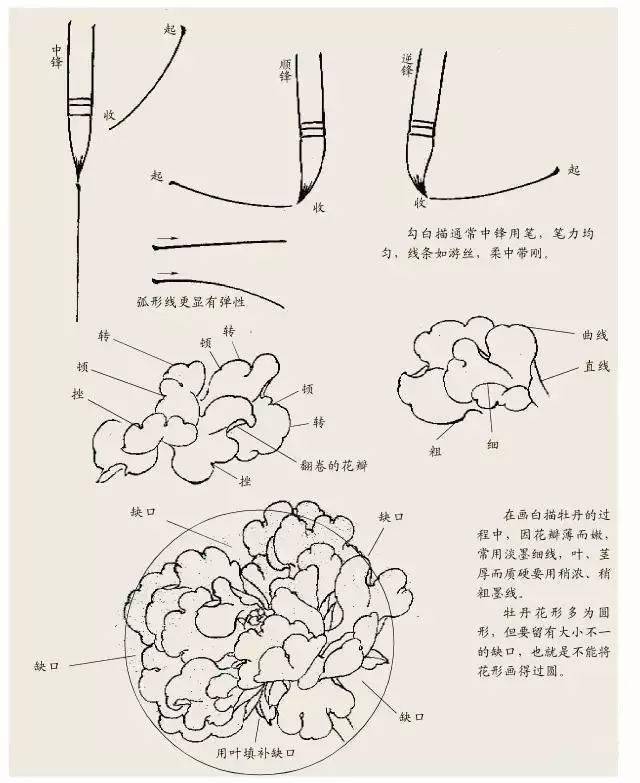 牡丹画法步骤图 铅笔图片