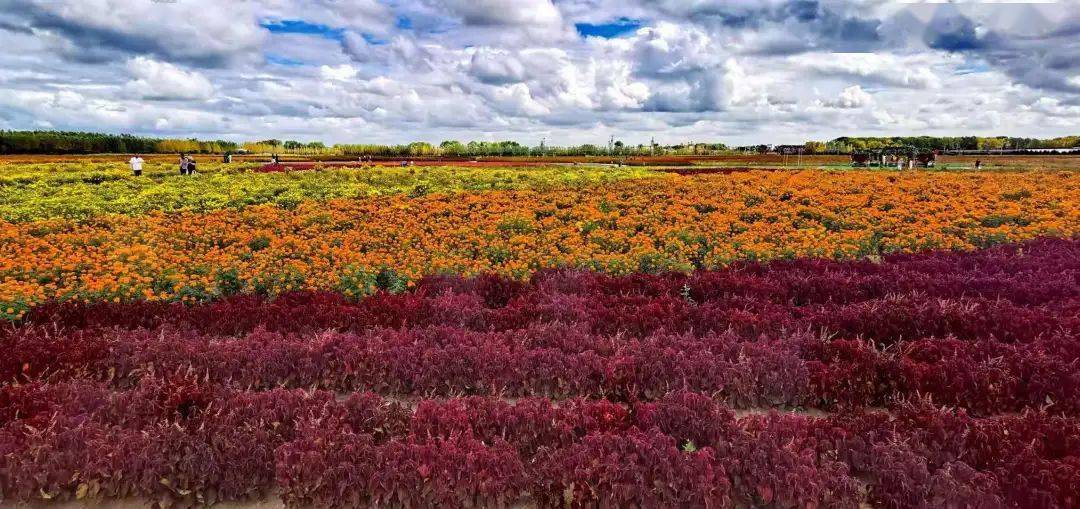 文旅融合第一百一十二期生态鹤岗100篇80宝泉岭花海