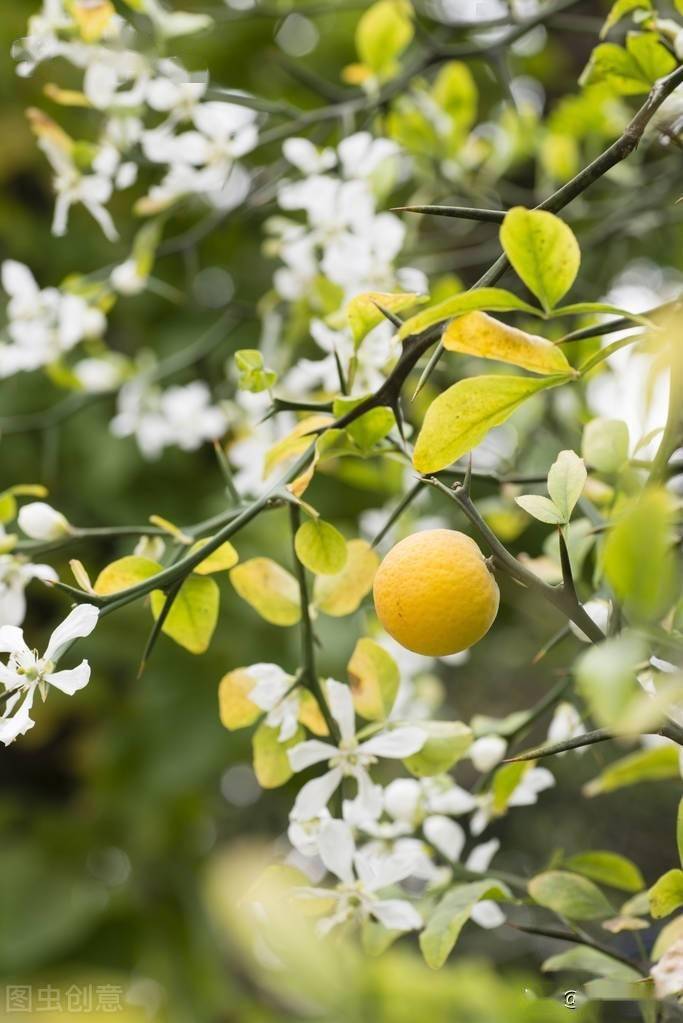 俗称:"铁篱寨"有防贼功能,果酸籽多不能食,但价值高请珍惜