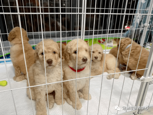 这窝狗狗才40多天,为了方便照顾,她就把狗狗都接到了新开的宠物店里.