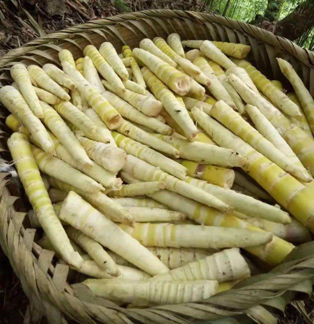 海拔超过1300米,具有典型的山地气候特征,气候温润,相当适宜竹笋生长