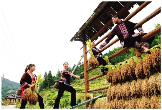 地灵村侗族村民将剪下来的红糯禾把挂在禾廊上晾晒.