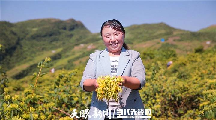 姚思忠今年60岁,是石朝乡浪水村的金银花种植大户,他不仅把自家的25亩