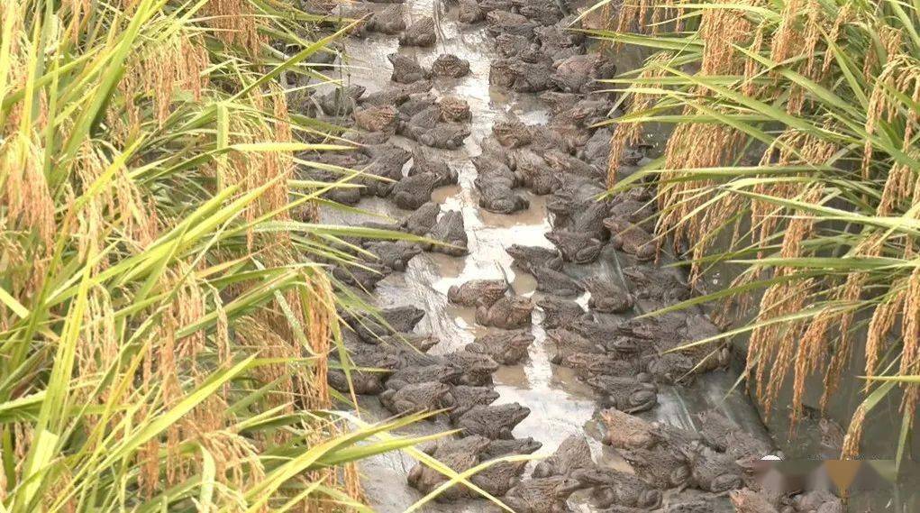 稻田和蛙组cp~武平这片稻田有文章!破解创业致富新密码