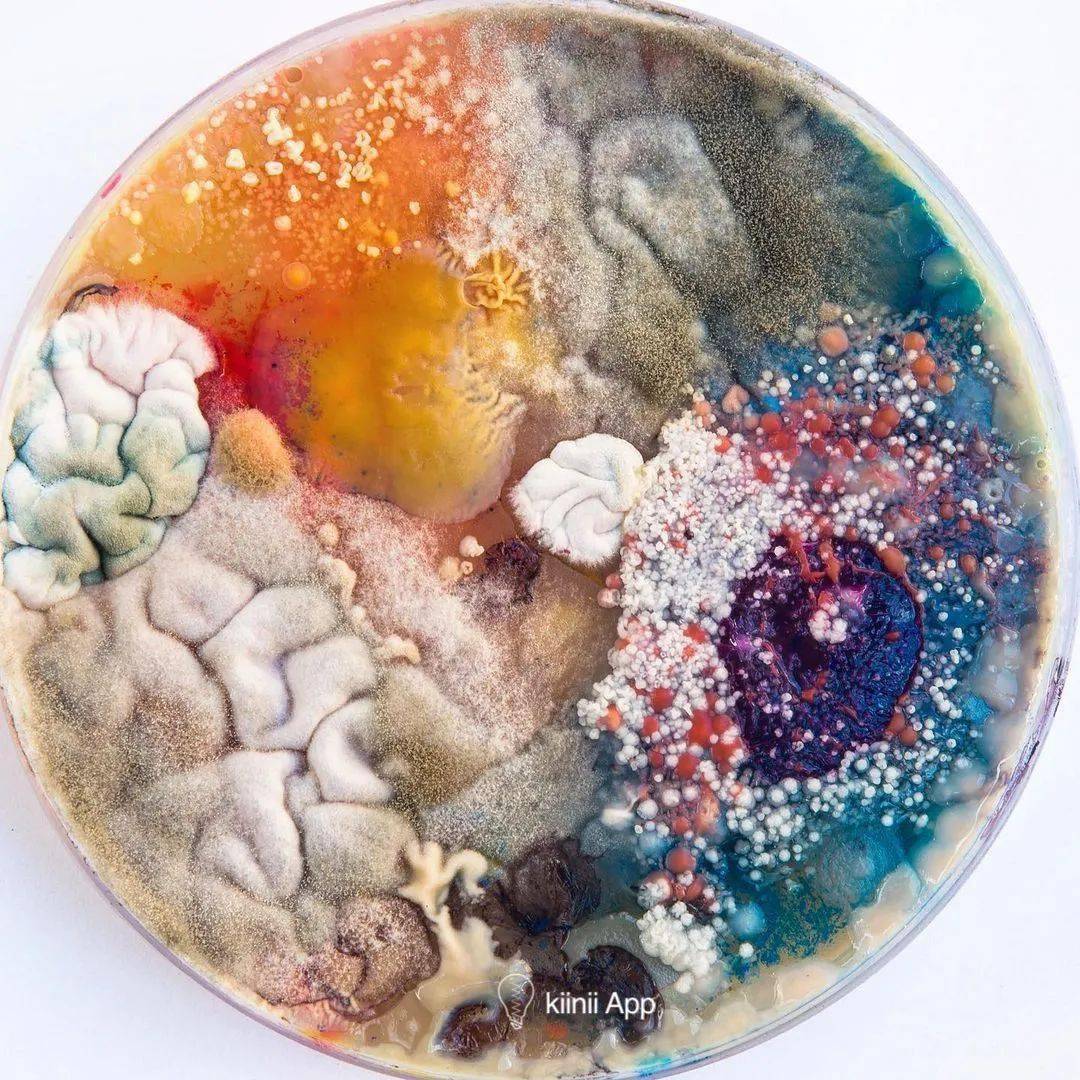 细菌微生物也可以作画?这个艺术家做到了!