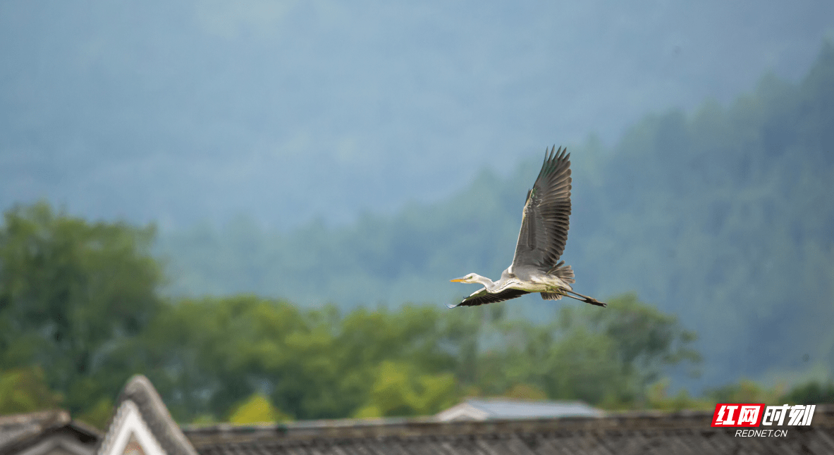 Ardea|组图丨精彩抓拍！炎陵塘旺村见苍鹭飞