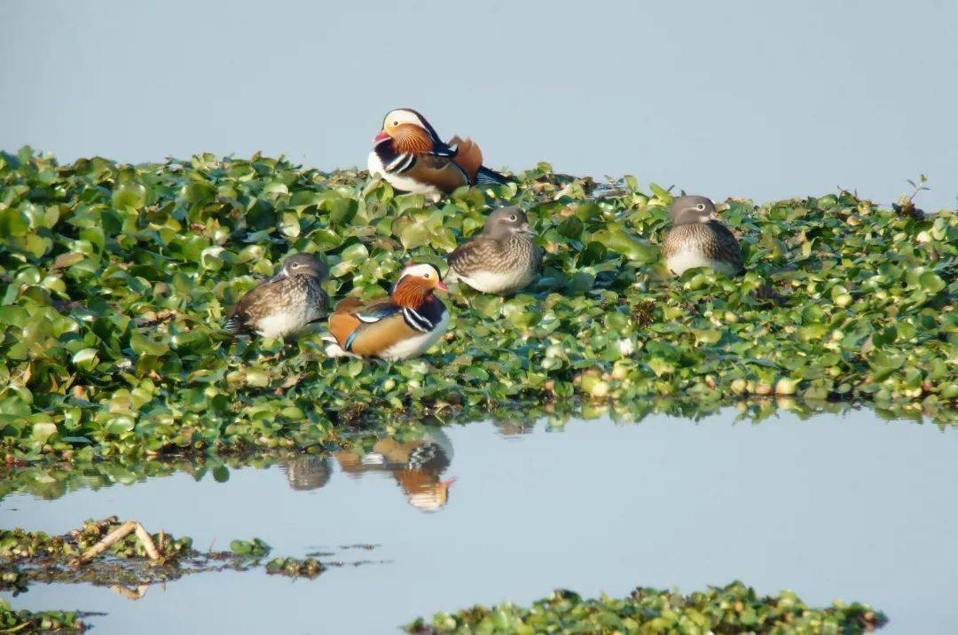 秋天来赤山湖湿地邂逅生物多样性之美