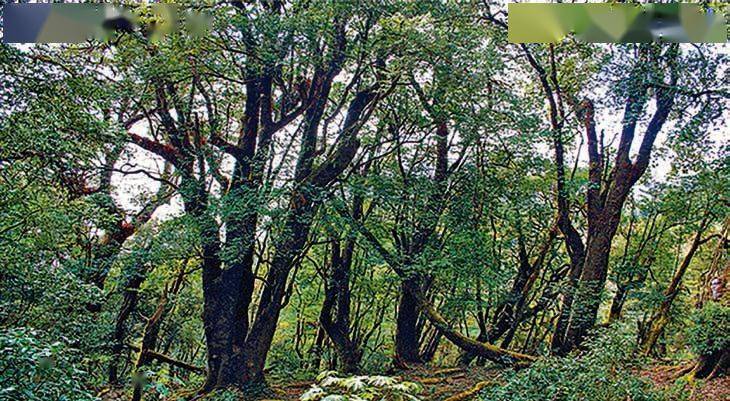 勐库镇万亩野生古茶树群落世界第一古茶树群落_南勐