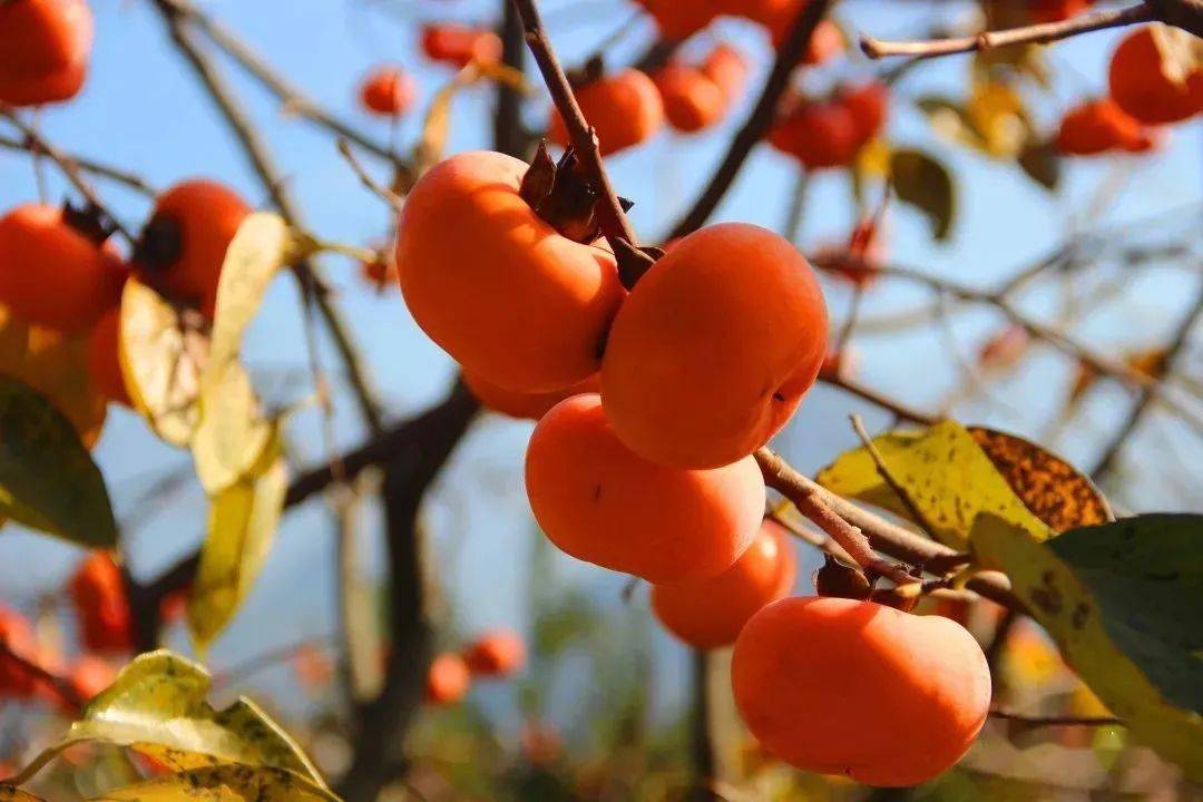 金秋庆丰收致富感党恩第十八届桂林恭城月柿节活动来了