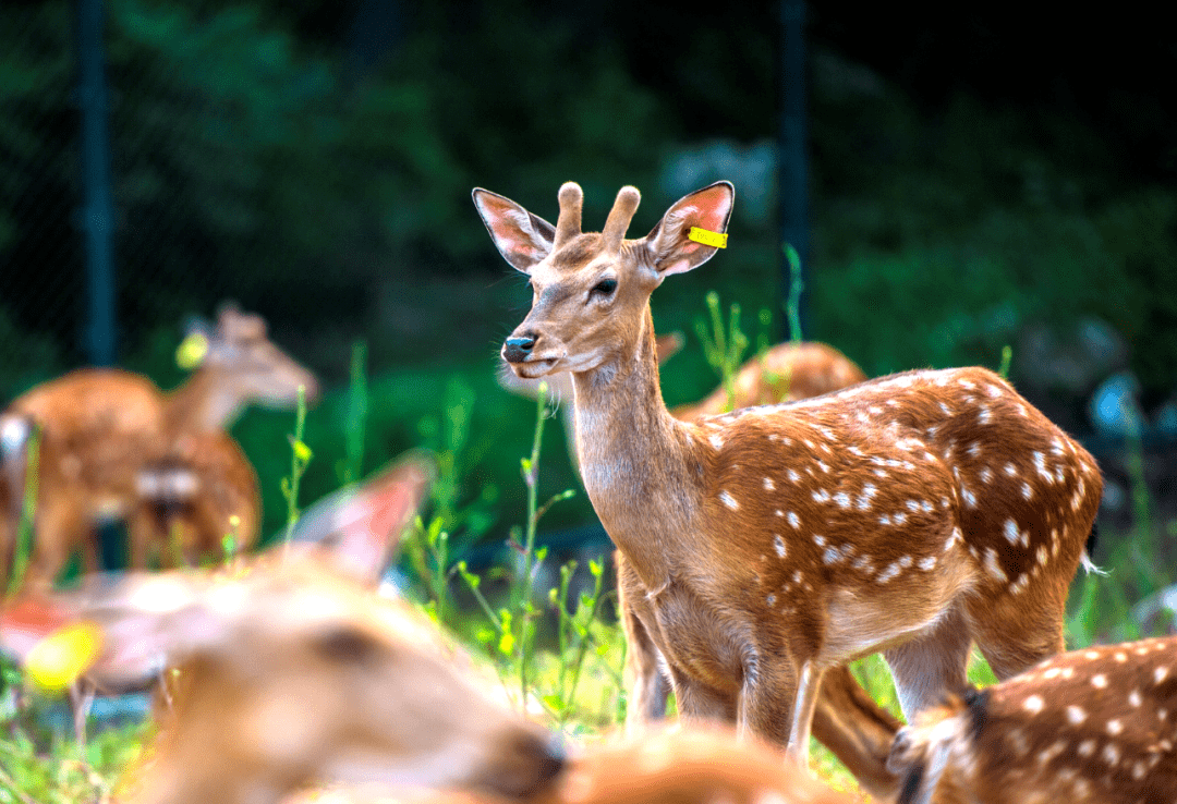吉刻出发朝鲜族古村落的一碗酱汤能否治愈你这个寒冬