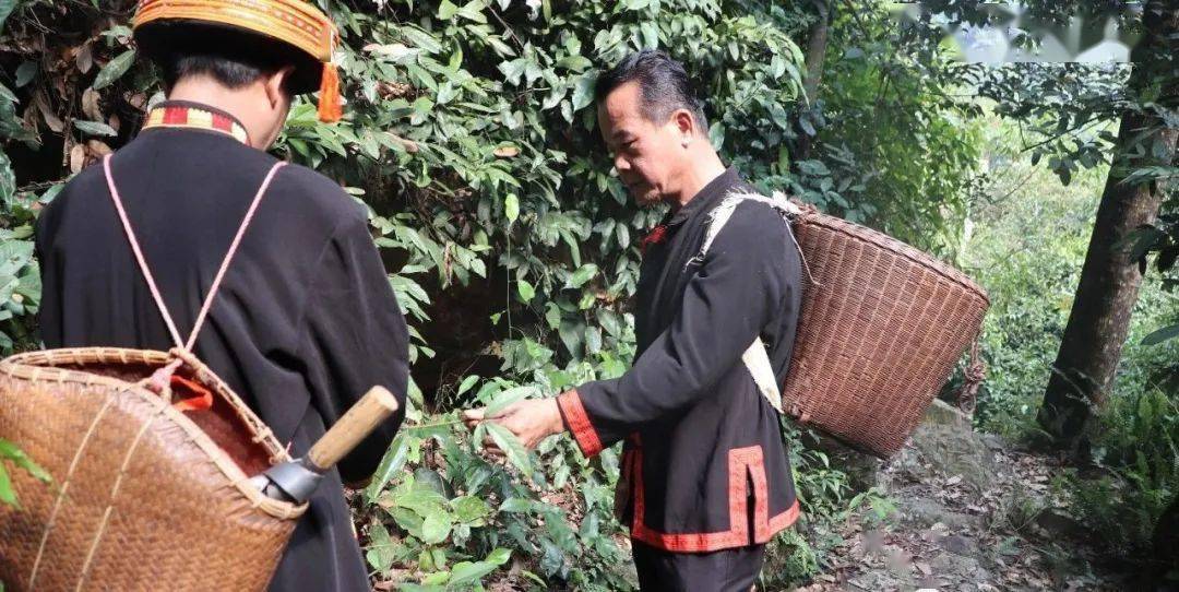 真正有效大瑤山中採摘最好最正宗的草本植物堅持自己上山採摘中草藥材