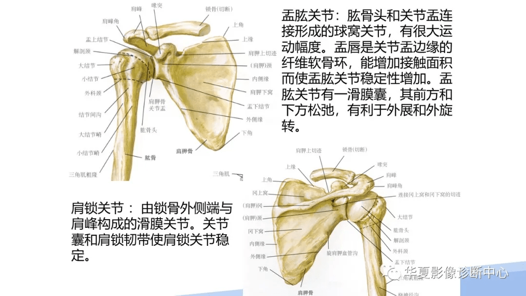 肩关节构造图解图片