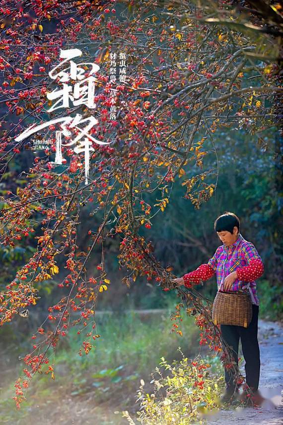 独留碧|报节气|山明水净夜来霜 数树深红出浅黄