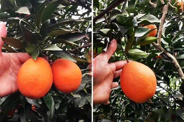 炒作or王者丑美人将要取代春见大雅柑丑橘成为晚熟柑橘主栽品种