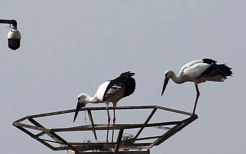 东方白鹳有三高,比较高傲,一般不正眼看人;比较高挑,身高大约一米二
