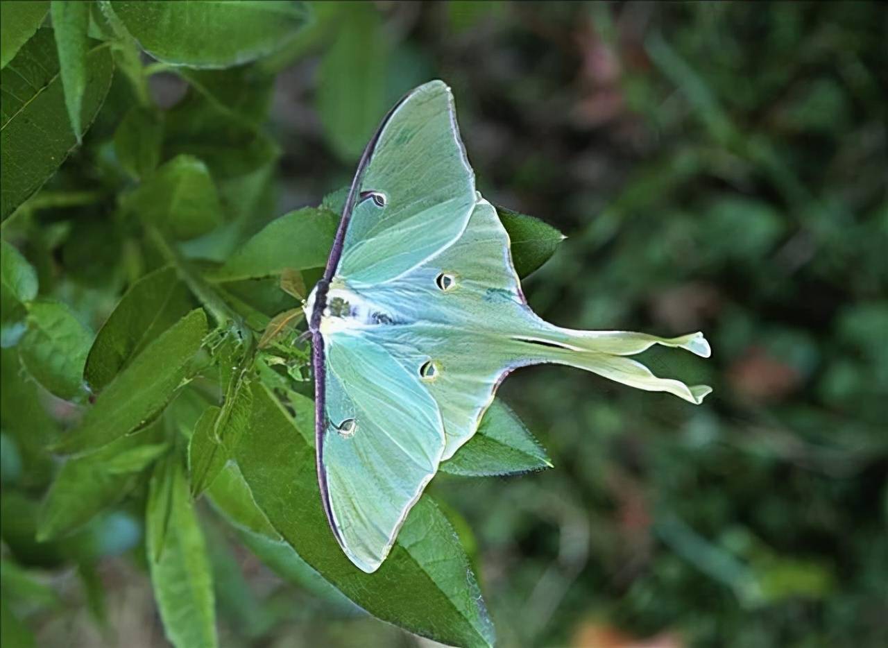花与花之间形形色色的"爱情故事"_昆虫
