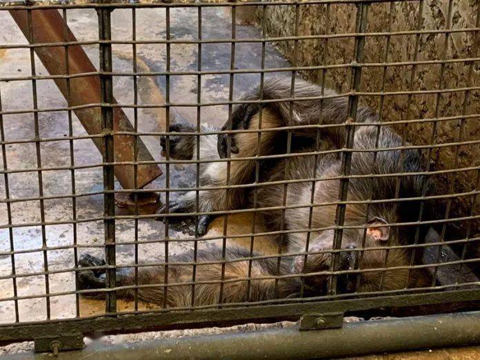 被囚禁水泥牢笼38年,一只眼睛含泪的猩猩,成了无数人心中的痛