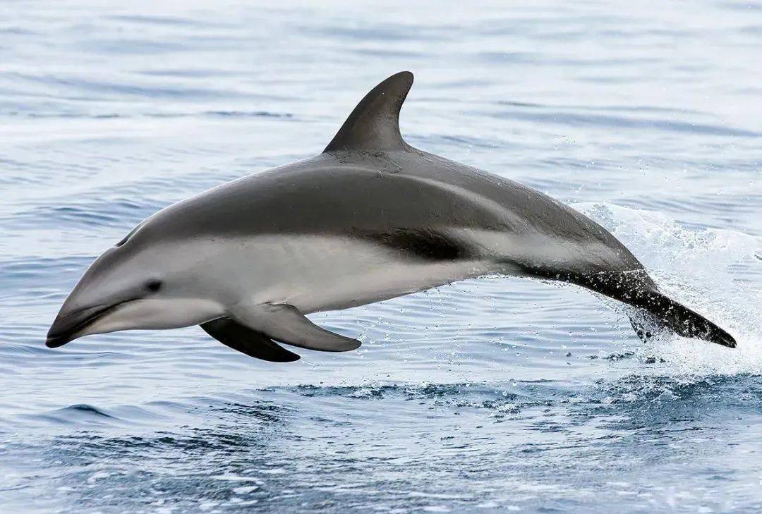 海洋科普1587暗色斑纹海豚擅长空中绝技