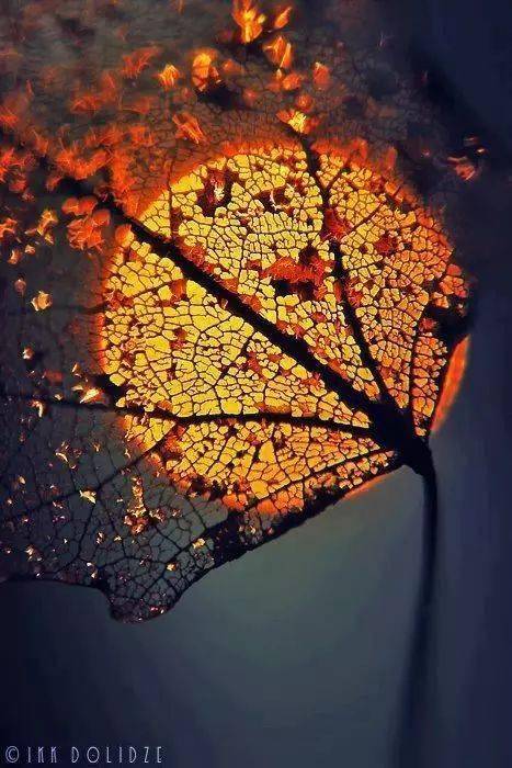 摄影秋天的落叶，怎么拍才惊艳？技巧全在这里了！