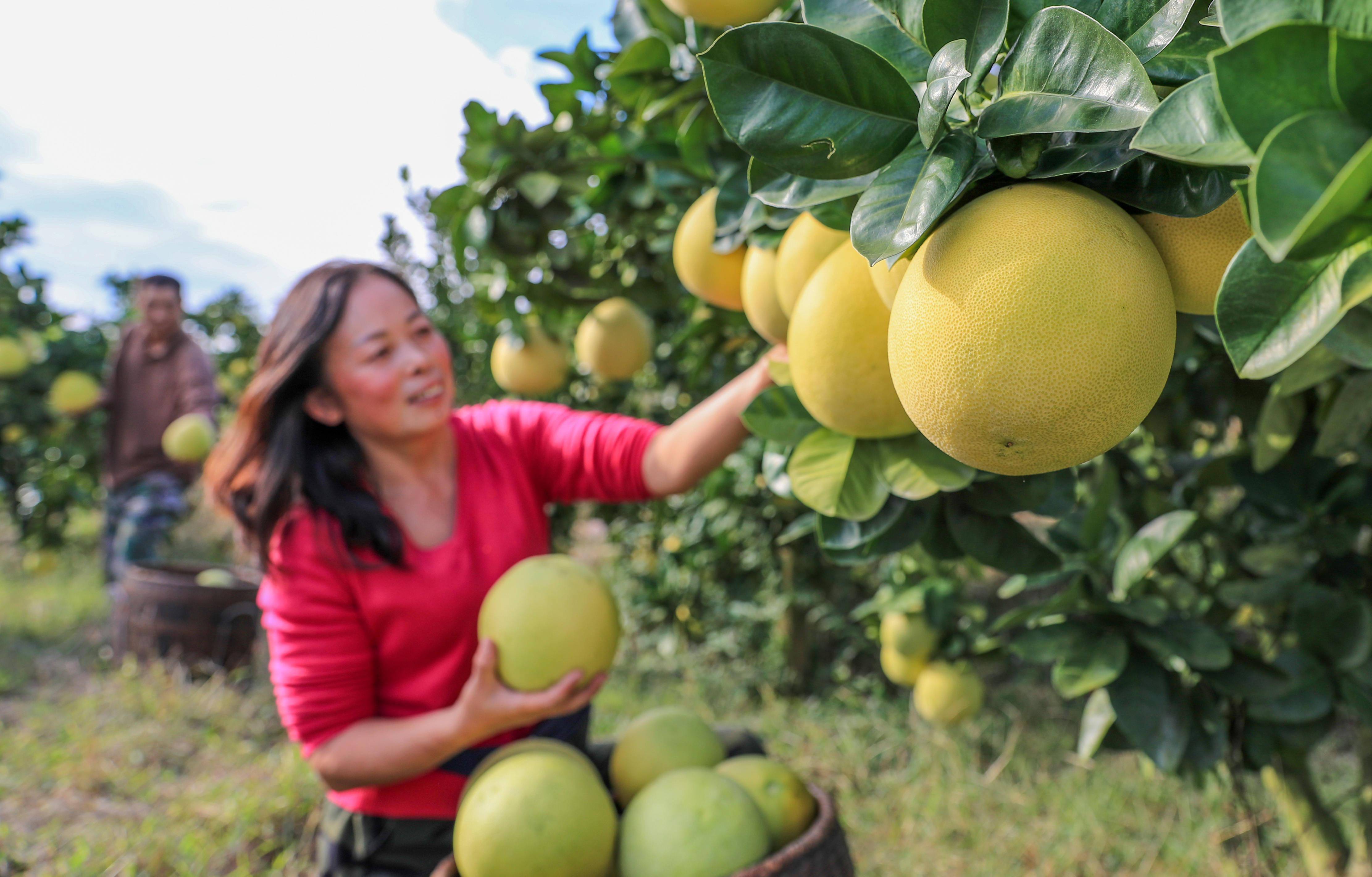 新华社发(胡攀学摄)金秋时节,贵州省铜仁市玉屏侗族自治县种植的柚子