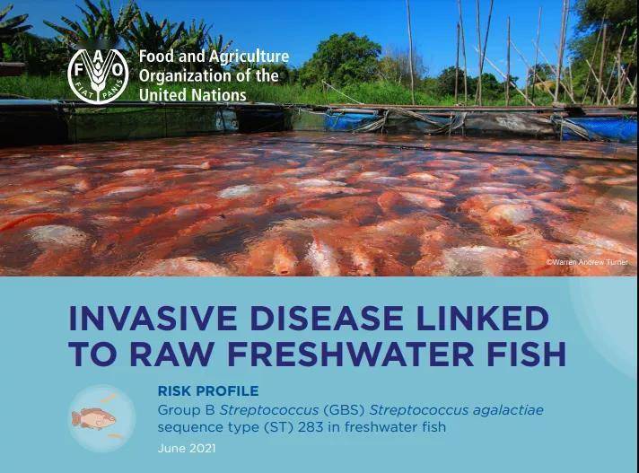 香港|联合国发出警告！最近吃鱼要小心，尤其这种鱼！