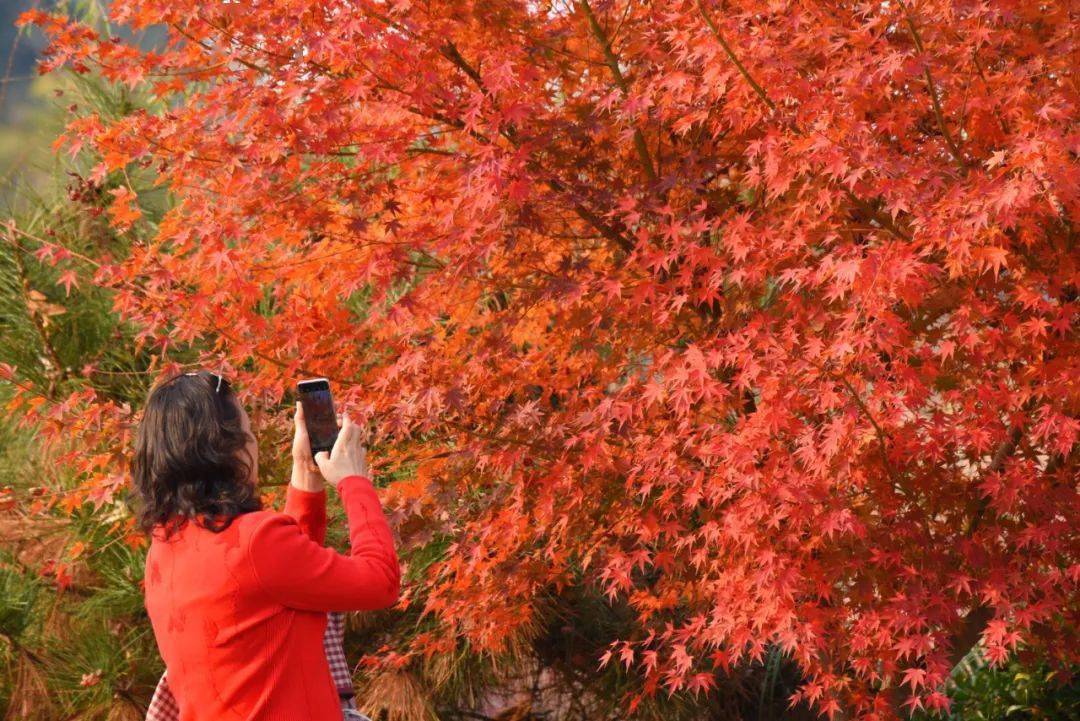 这个秋天，艾山最靓丽的颜色