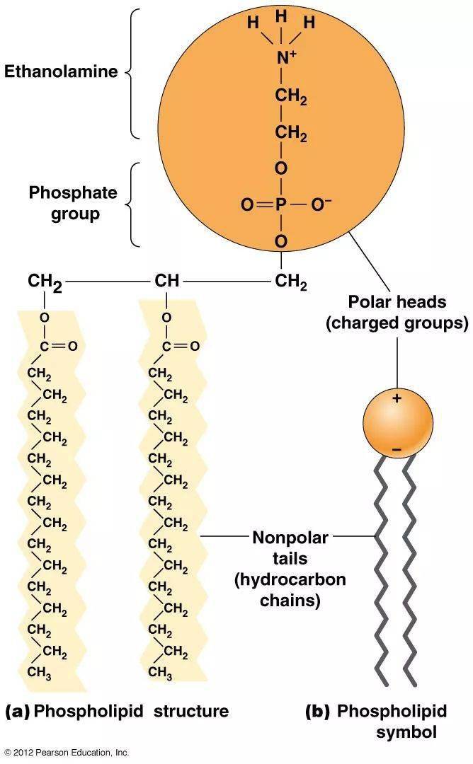 生物组成细胞的分子高清知识图谱