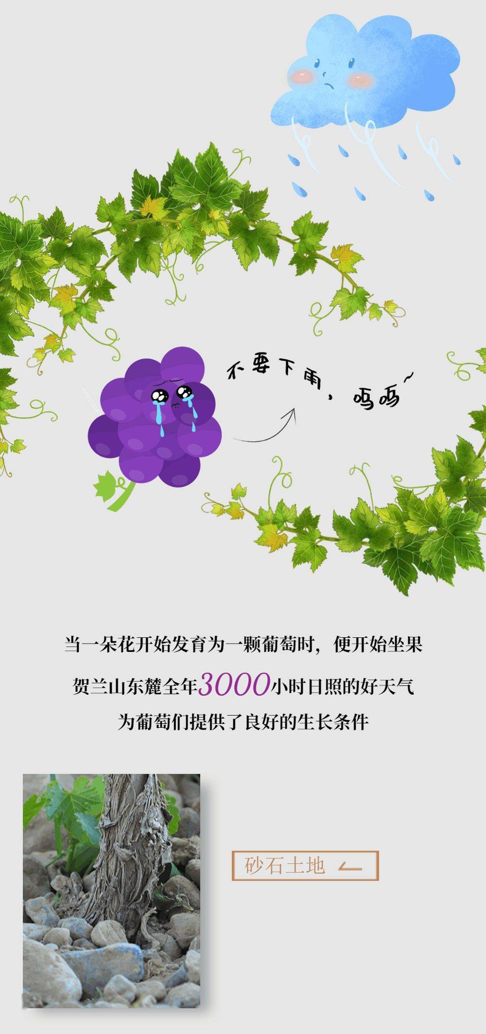 com|一瓶葡萄酒的酿造需要多久?