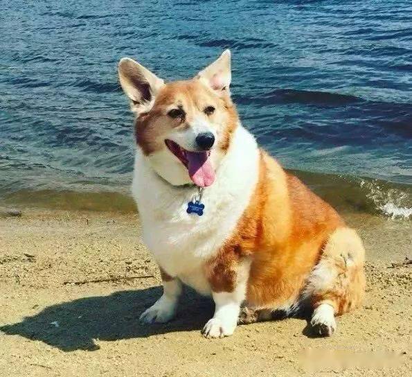 这大概是我见过的最巨大的一只柯基这画风