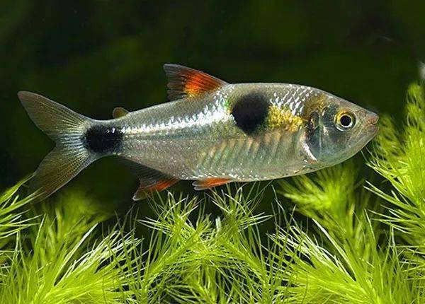 每日一鱼 | 马克土司:体侧有黑色的大斑点…_大全