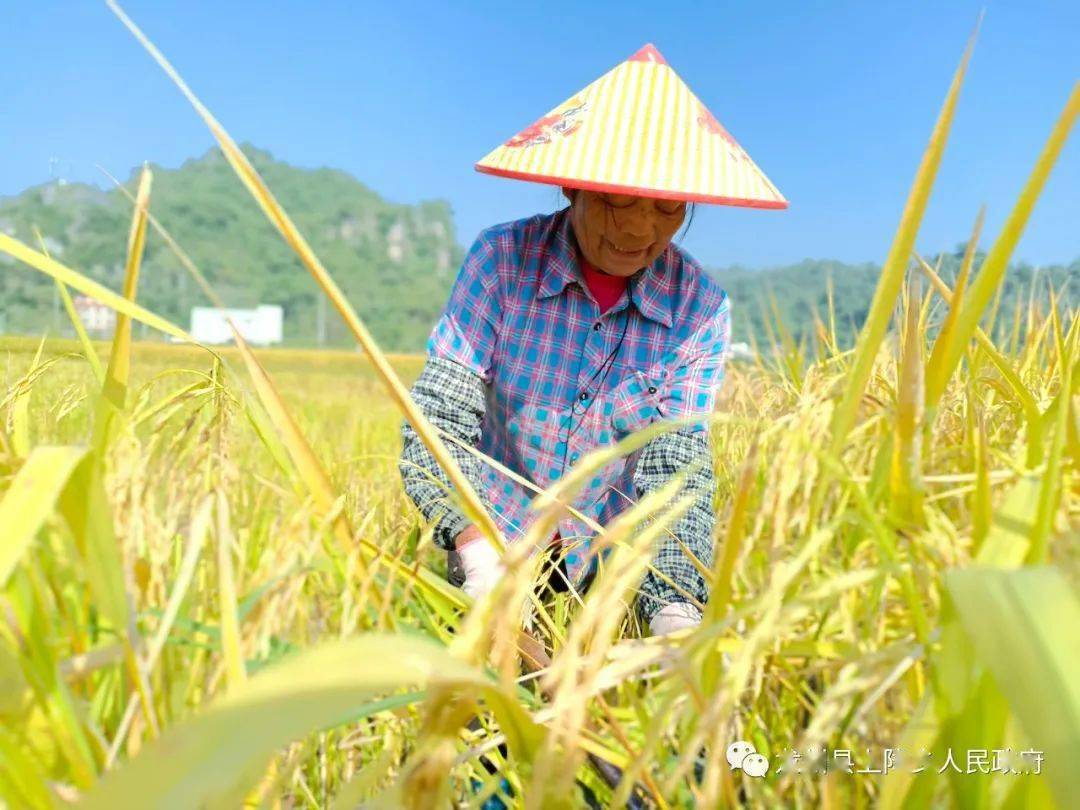 上降乡人口_龙州县上降乡“五聚焦”提升监督效能