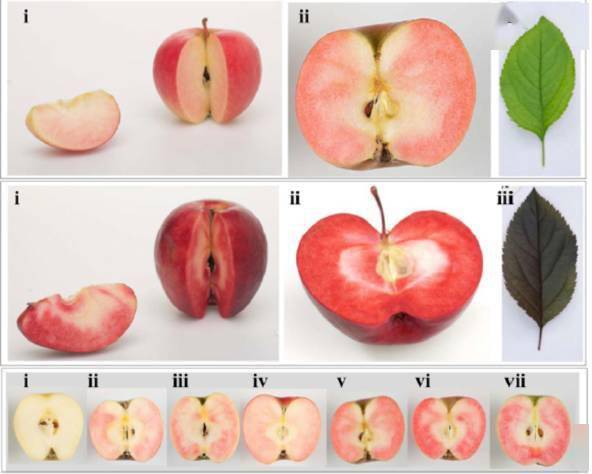 苹果果实结构图及名称图片
