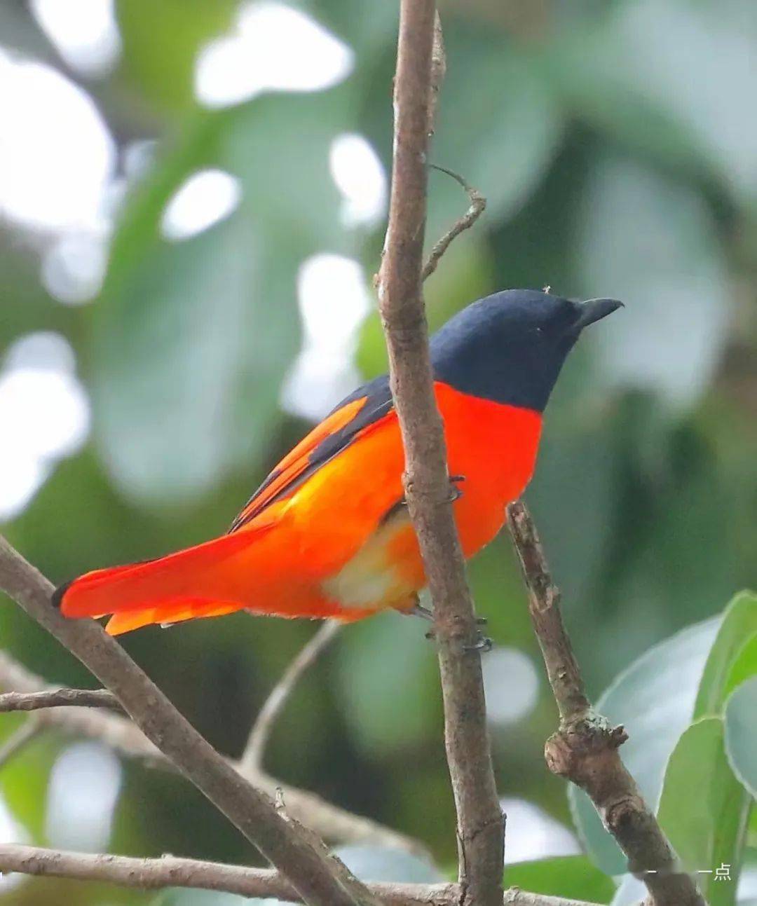 赤红山椒鸟树上的红辣椒与黄辣椒