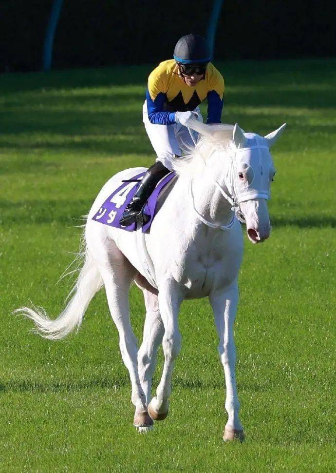 白马|世界最强，马中妲己！日本一本白马写真力压明星夺得销售榜第三名？看完后我理解了…