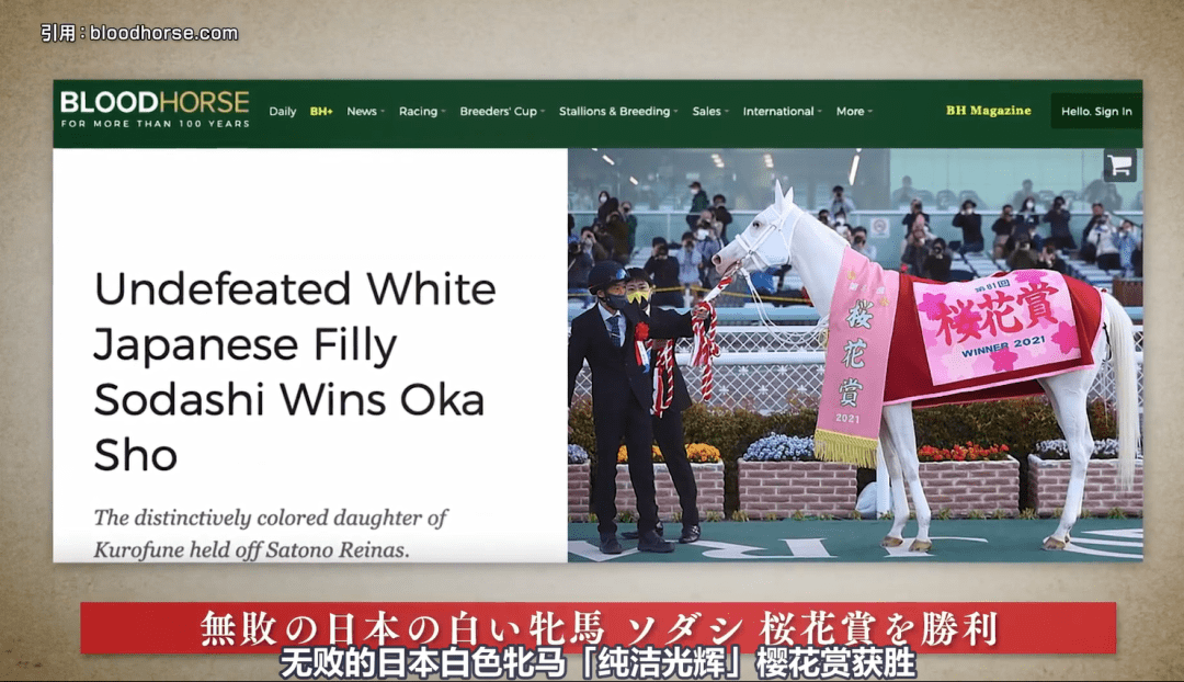 白马|世界最强，马中妲己！日本一本白马写真力压明星夺得销售榜第三名？看完后我理解了…