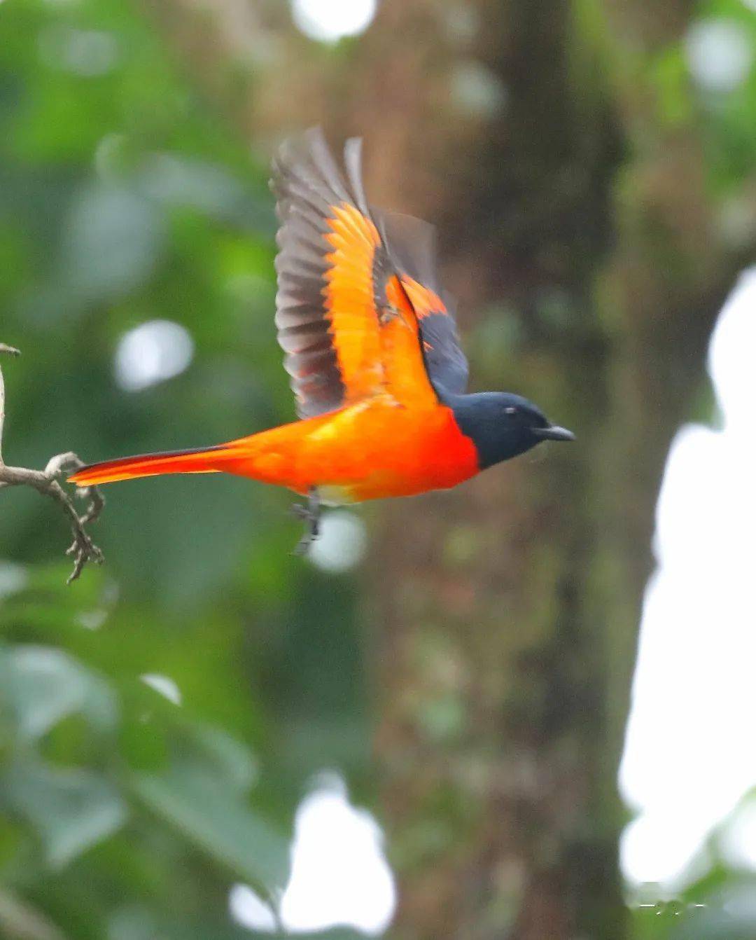 赤红山椒鸟 | 树上的红辣椒与黄辣椒
