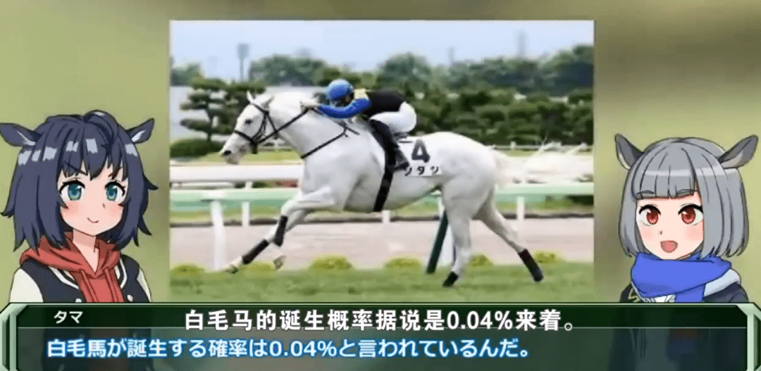 白马|世界最强，马中妲己！日本一本白马写真力压明星夺得销售榜第三名？看完后我理解了…