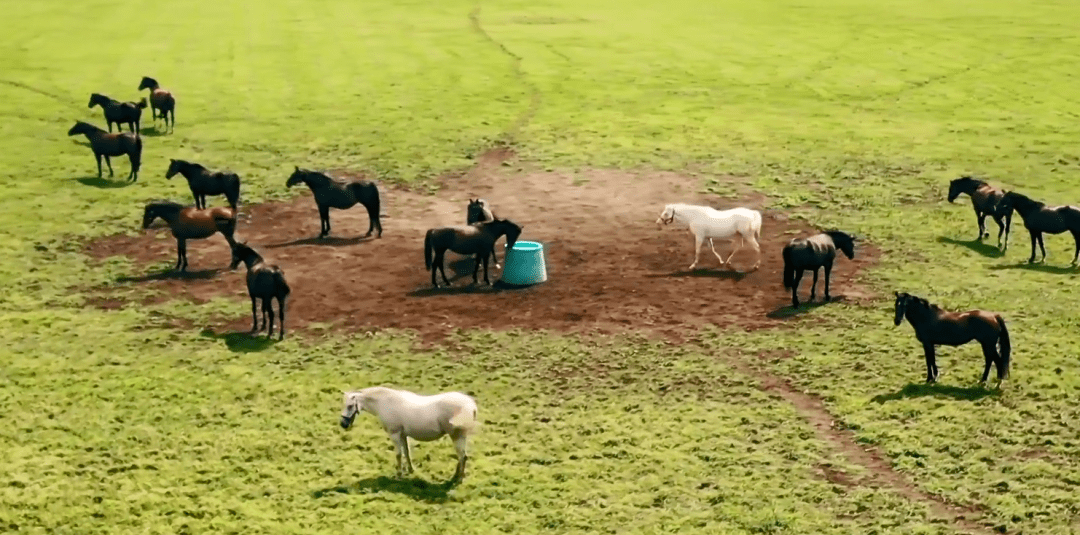 白马|世界最强，马中妲己！日本一本白马写真力压明星夺得销售榜第三名？看完后我理解了…